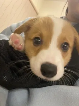 M.U 様のお迎えした子犬