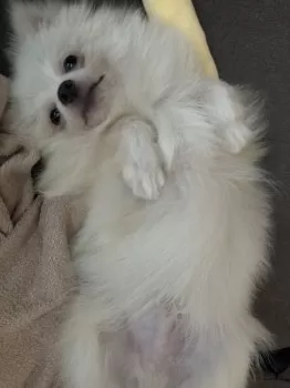 yuka315 様のお迎えした子犬