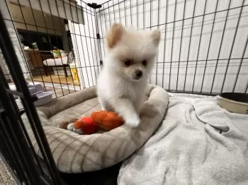 アンネン 様のお迎えした子犬