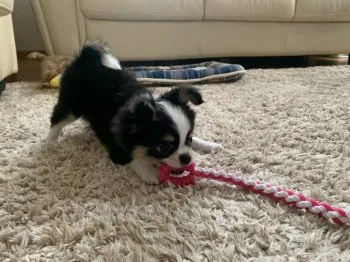 キャンディー 様のお迎えした子犬