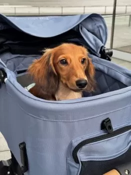 apple 様のお迎えした子犬