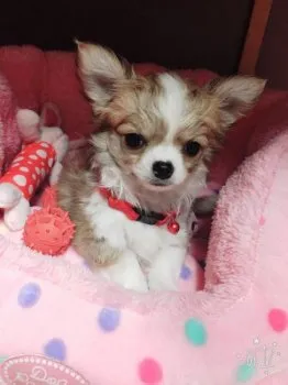 ピスズ 様のお迎えした子犬