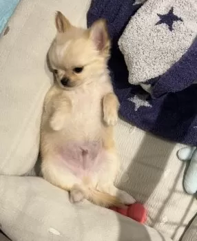 M.H 様のお迎えした子犬