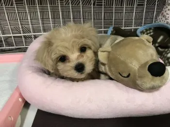 クーミン 様のお迎えした子犬