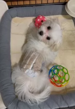 K 様のお迎えした子犬