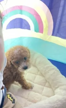 T.N 様のお迎えした子犬