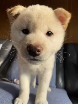 M.Y 様のお迎えした子犬