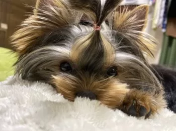 S.K 様のお迎えした子犬