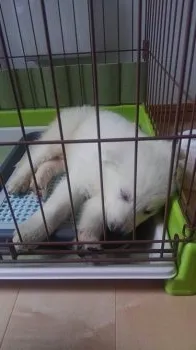 細川 様のお迎えした子犬