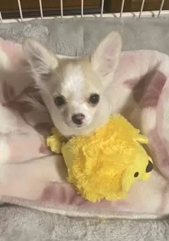 E.Y 様のお迎えした子犬