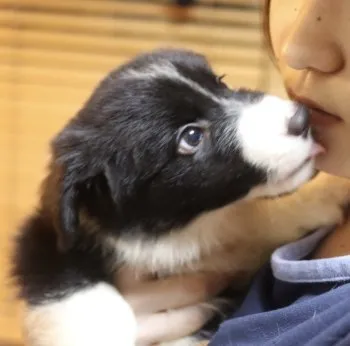 とまとママ 様のお迎えした子犬