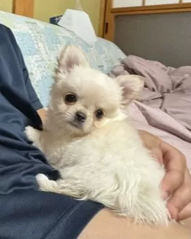 まりち 様のお迎えした子犬