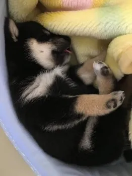 みあ 様のお迎えした子犬