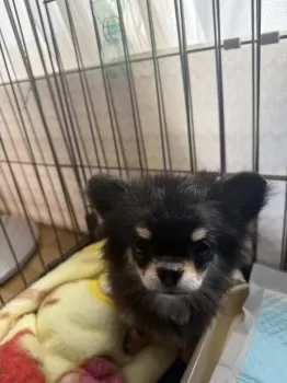 A.H 様のお迎えした子犬