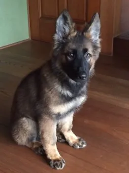 渡辺 様のお迎えした子犬