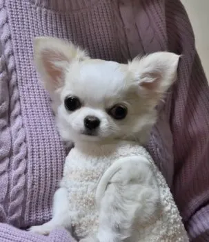 A.K 様のお迎えした子犬