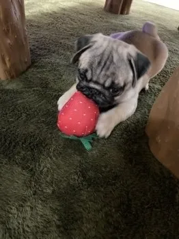 こむげ 様のお迎えした子犬