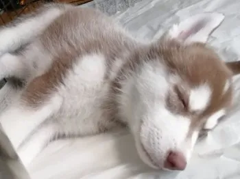 T.U 様のお迎えした子犬
