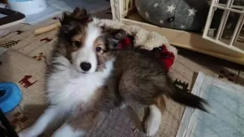 しらさわ 様のお迎えした子犬