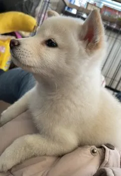 まり 様のお迎えした子犬