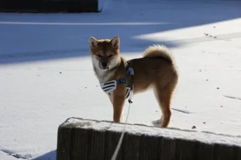 りん 様のお迎えした子犬