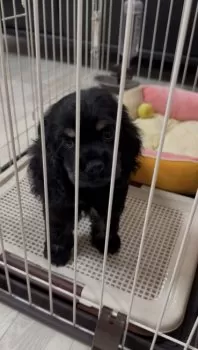 てん 様のお迎えした子犬