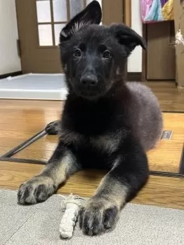 Retyan 様のお迎えした子犬