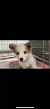 S.H 様のお迎えした子犬