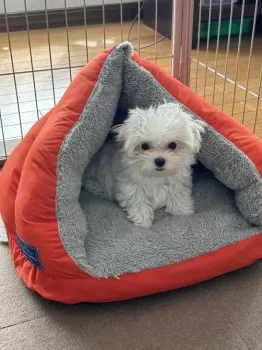 S.A 様のお迎えした子犬