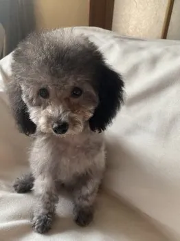 RARA 様のお迎えした子犬
