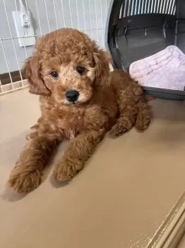 A.T 様のお迎えした子犬