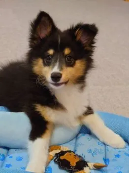 ぱせり 様のお迎えした子犬