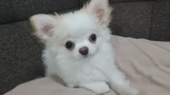 E.M 様のお迎えした子犬