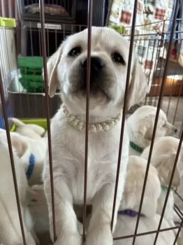 H.U 様のお迎えした子犬