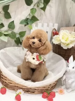 M.K 様のお迎えした子犬