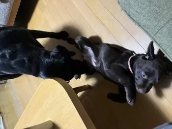 ユキオ 様のお迎えした子犬