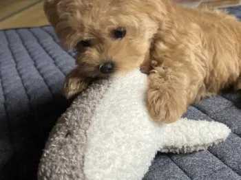 はなこ母 様のお迎えした子犬