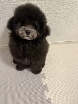 R 様のお迎えした子犬