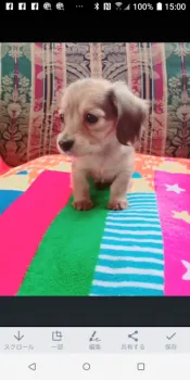 mimi 様のお迎えした子犬