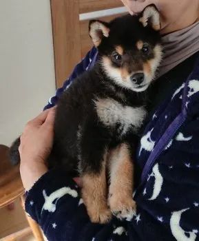 れい 様のお迎えした子犬