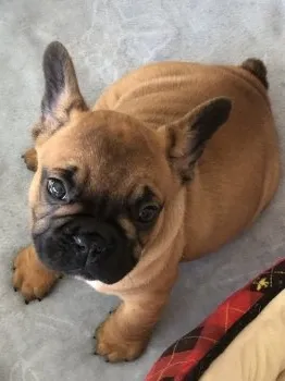 こてちゃん 様のお迎えした子犬