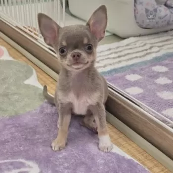 Y.S 様のお迎えした子犬