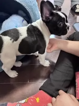 Y.Ｉ 様のお迎えした子犬