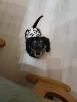 H.H 様のお迎えした子犬