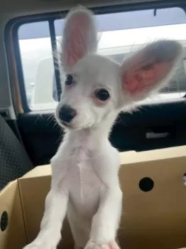 がーこ 様のお迎えした子犬