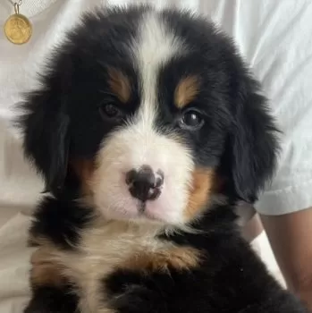 Y.S 様のお迎えした子犬