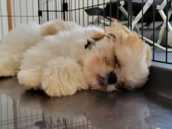 R.M 様のお迎えした子犬