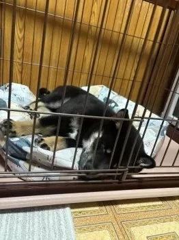 かず 様のお迎えした子犬