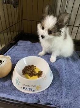 トモコ 様のお迎えした子犬