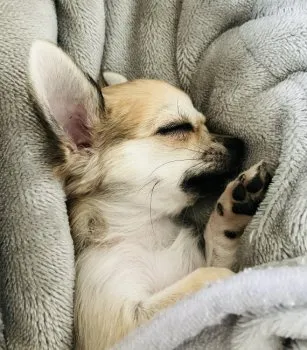 M.T 様のお迎えした子犬